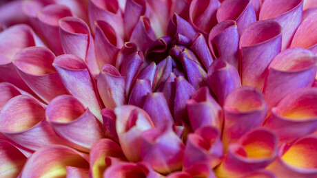 Dalia