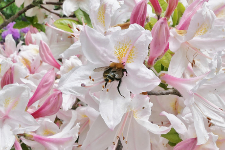 Grote narcisvlieg