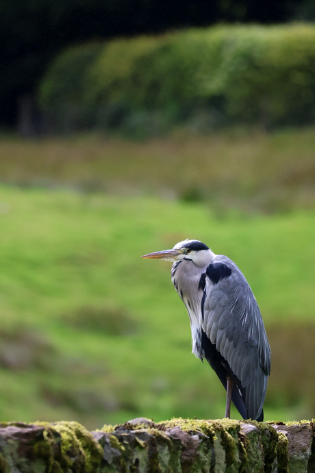 Reiger