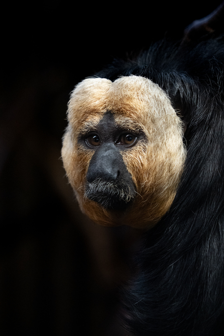 Aapjes kijken in de dierentuin 🐵