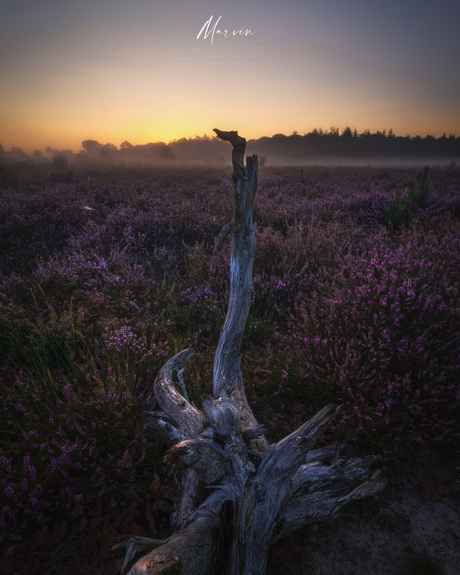 De heide van friesland