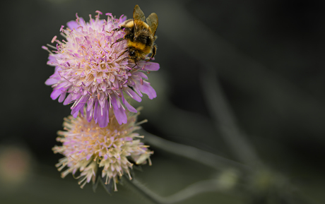 Beemdkroon met hommel