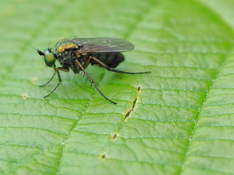 Dolichopus ungulatus