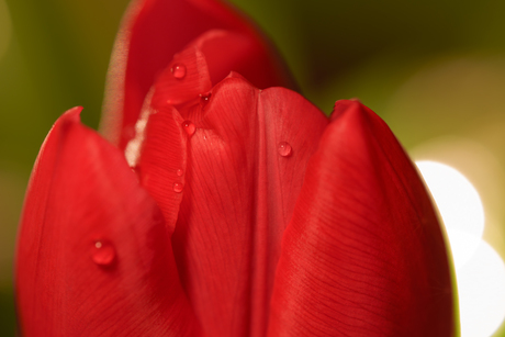 Tulp met druppels en bokeh