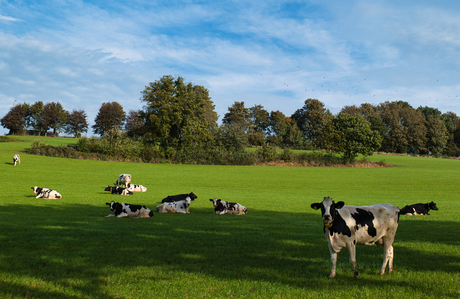 Koeien, Ubachsberg