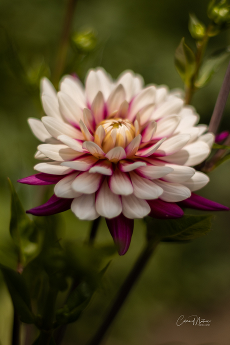 Dahlia