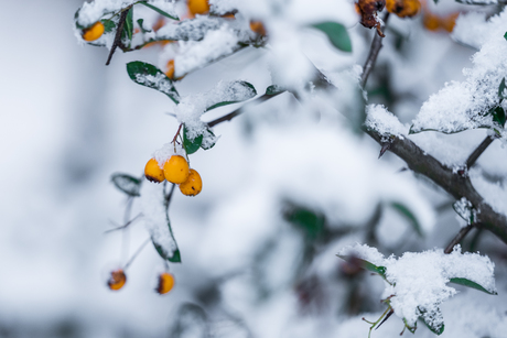 Oranje bessen in de sneeuw
