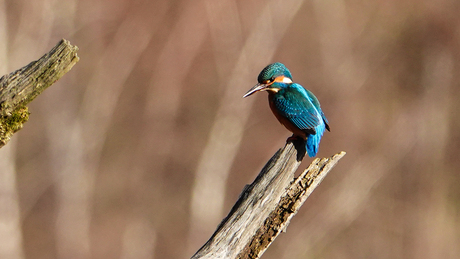 Ijsvogel 