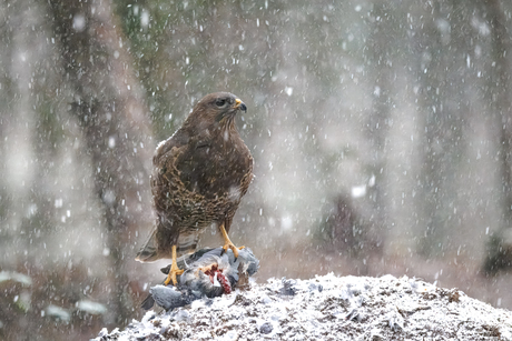 De jacht gaat altijd door