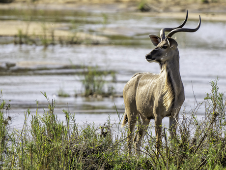  Waterbok