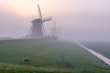 Verloren in de mist