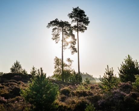 Zonsopgang 