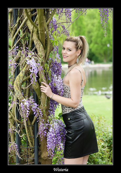 Wisteria