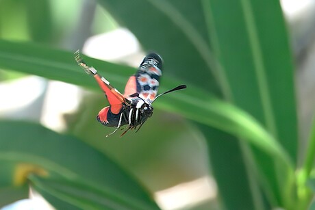 Zygaena occitanica is een vlinder uit de familie bloeddrupjes (Zygaenidae).  