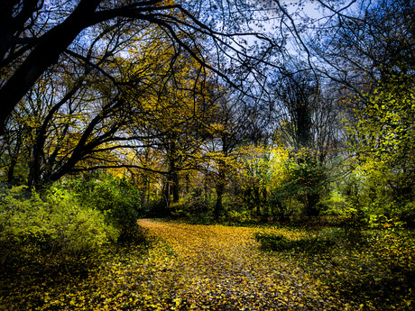 Herfst tijdens een wandeling