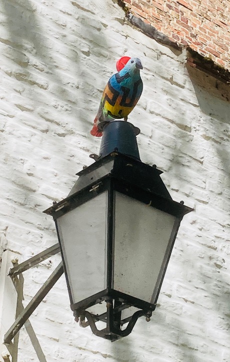 lantaarnvogel