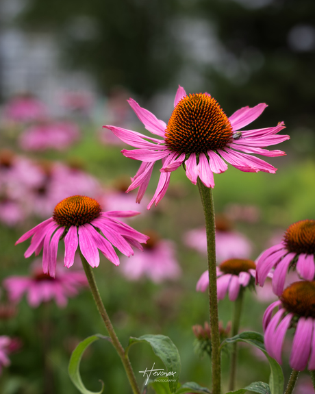 Mooi roze is niet lelijk...