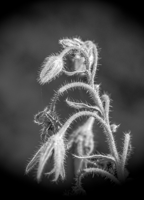 macro van komkommerkruid in zwart/wit