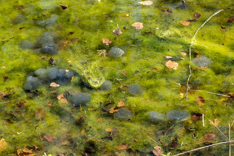de kikkers hebben goed hun best gedaan