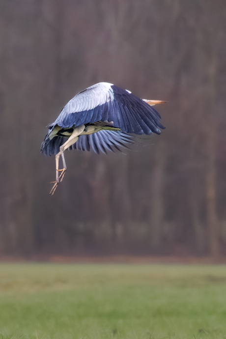wegvliegende Blauwe reiger