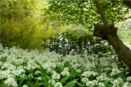 Amsterdamse bos 