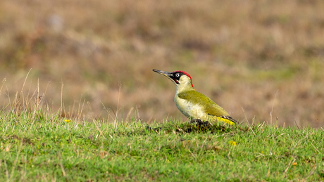 Groene specht