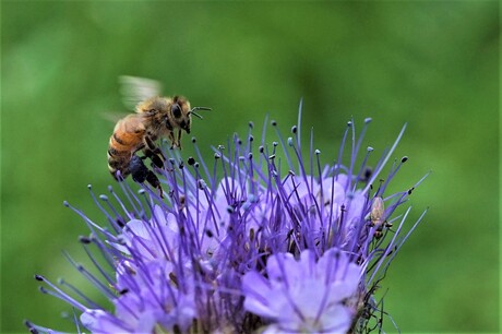 DISTEL/HONINGBIJ