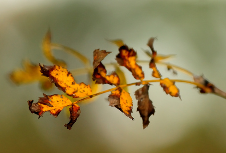 herfst blaadjes