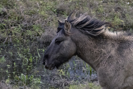 de wind door de manen