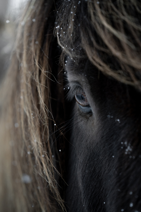 IJslands paard in de sneeuw in IJsland