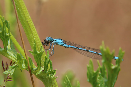 eten of gegeten worden