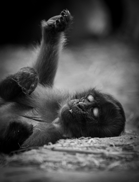 Aapje aan het fantaseren 