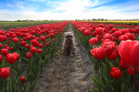 Binky tussen de tulpen