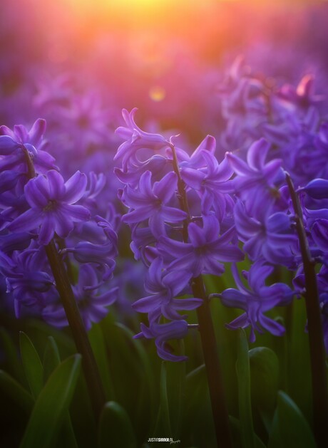 Hyacinten bij zonsondergang.