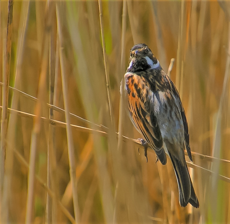 Rietgors (Emberiza schoeniclus)