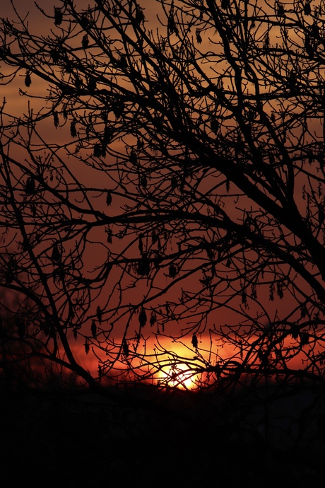 zonsondergang door de bomen