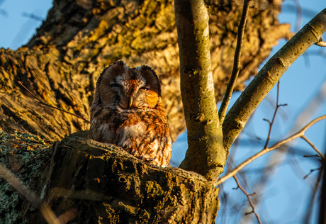 Bosuil geniet van de avondzon