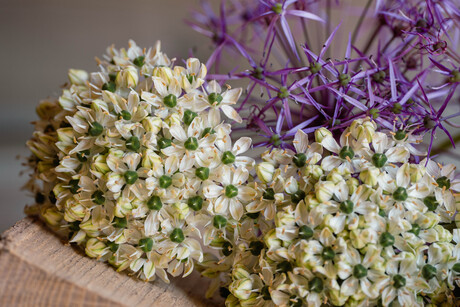 Sterrenlook(Allium crisophii) en sierui samen