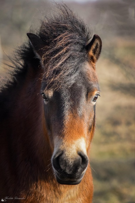 Portret van een paard 