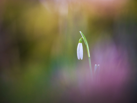 Tussen rottende bladeren…