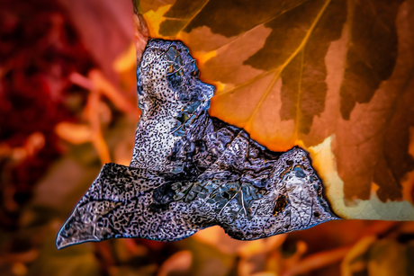 KNAP  STAALTJE  NATUUR