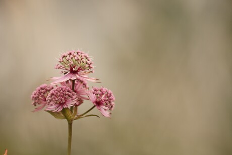 alpen bloemen