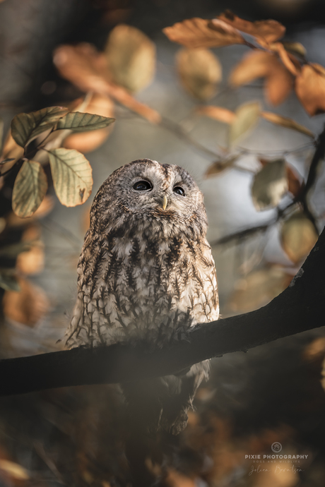 Roofvogels fotograferen in Koarnjum Friesland - Bosuil