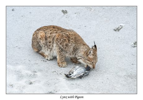 Lynx with Pigeon