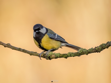 De Koolmees in detail. 