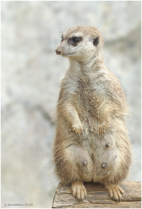 De kust is veilig.....