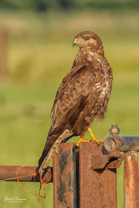 De Buizerd