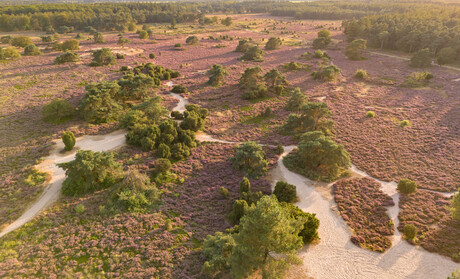 De heide staat weer in bloei!