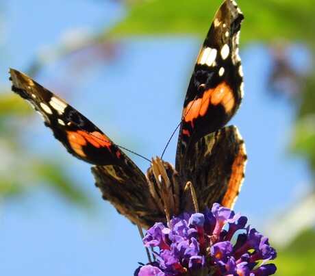Atalanta... zo.. pfoe....daar was ik wel-ff- aan-toe