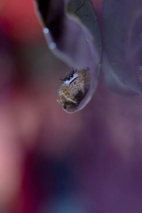 phidippus otiosus